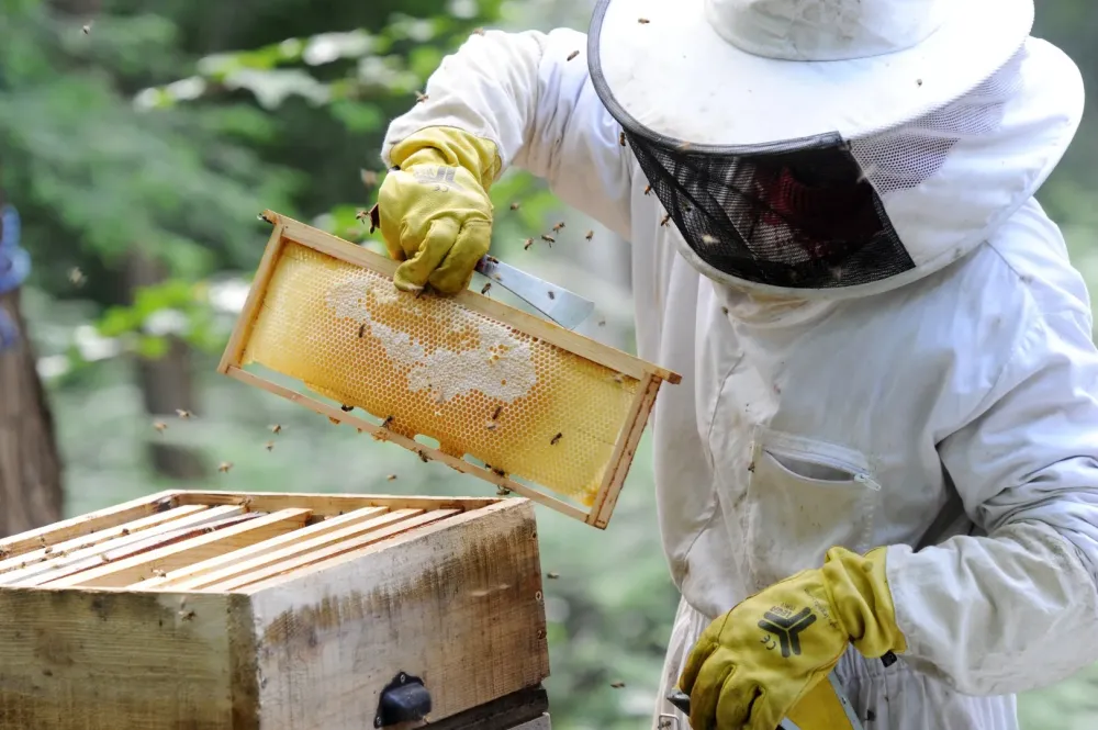 Formation apiculture à Niherne