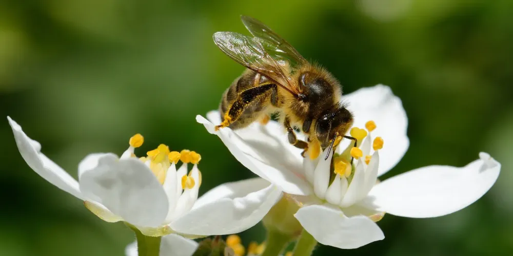 Vente d'abeilles à Niherne