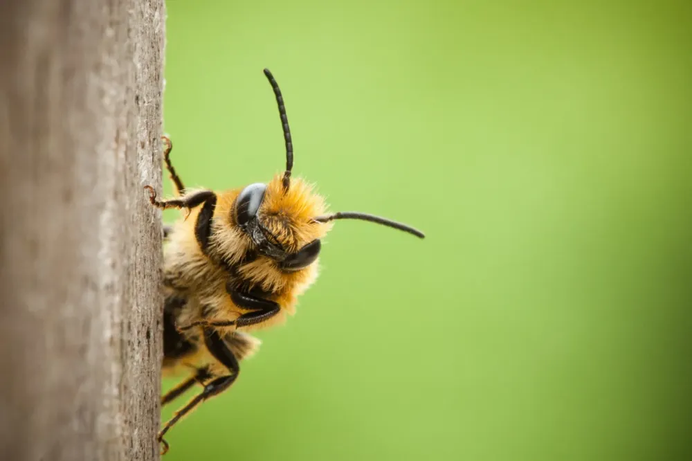 Abeille cote