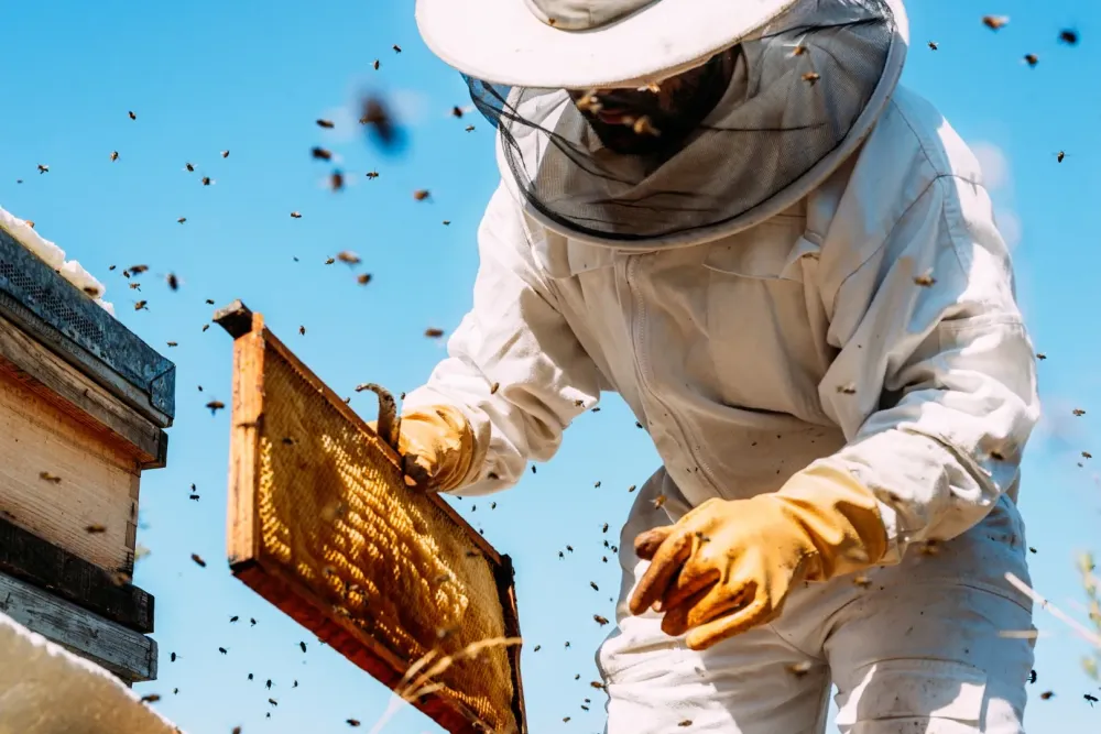 Apiculteur abeille